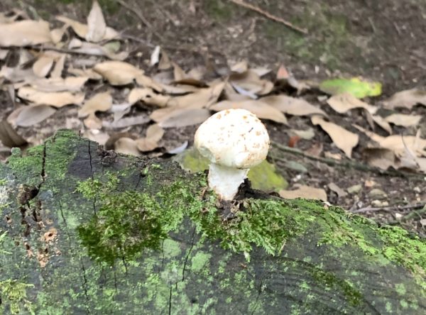 立木山境内に生えたキノコ